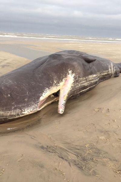 Wangerooge: Wie geht es weiter mit den Pottwalen?