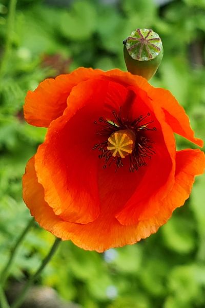 Pflanze der Woche: Rotklee