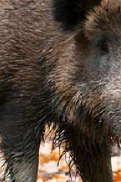 Jagdbericht 2021 vorgestellt