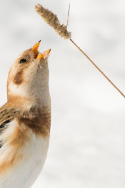 Wetterfrösche: Weiße Weihnachten im Tiefland nur auf Postkarten