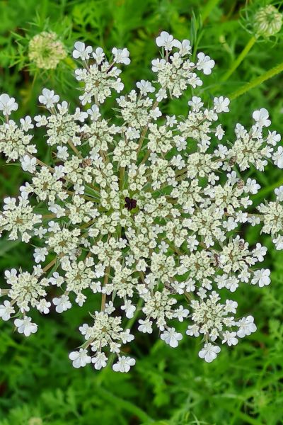 Pflanze der Woche: Wilde Möhre