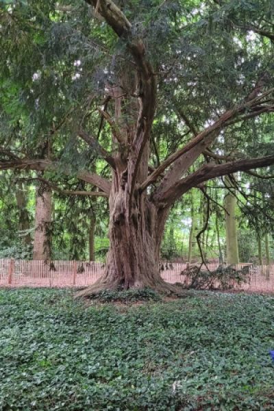 Waldeibe als Nationalerbe:Baum ausgezeichnet