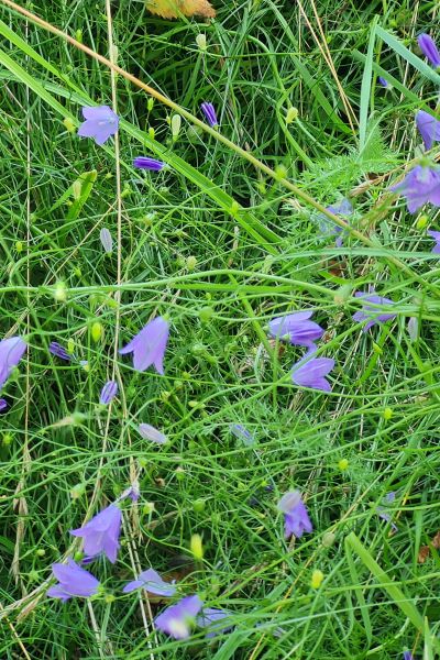 Pflanze der Woche: Rundblättrige Glockenblume