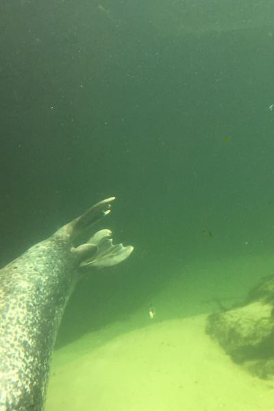 Die Jade-Diver und die Seehunde