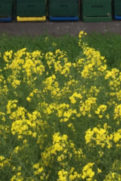 Umweltausschuss in Friesland tagt