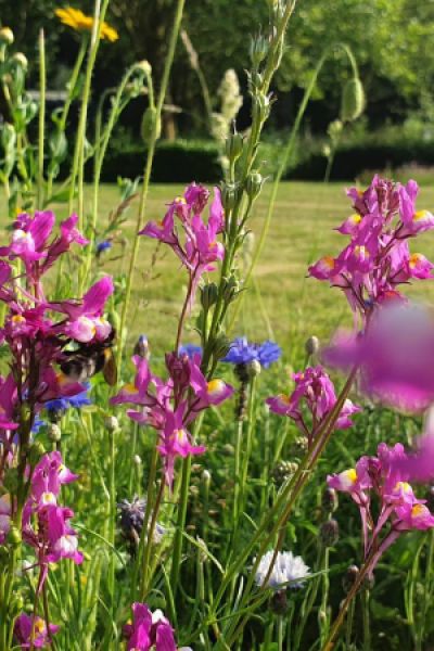 Pflanze der Woche: Der Rainfarn