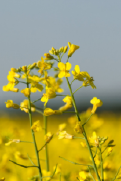 Windkraftanlagen sollen Oberschule autark machen