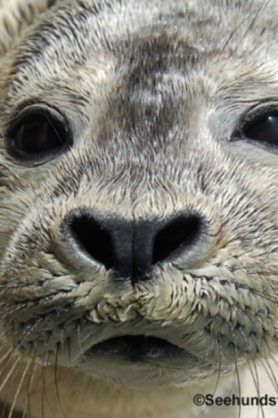 Die Seehundstation in Norddeich