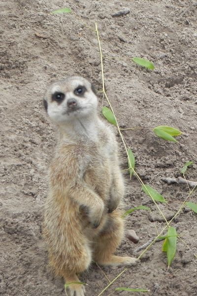 Der Jaderpark wird winterfest gemacht