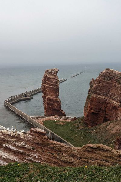 Vogelgrippe auf Helgoland