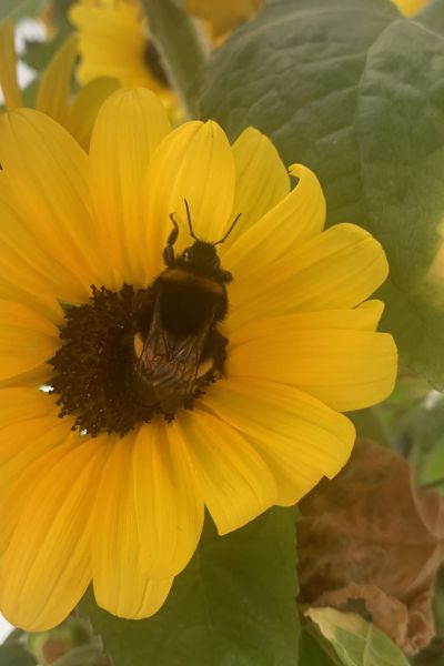 NABU-Wochenende zur Insektenvielfalt