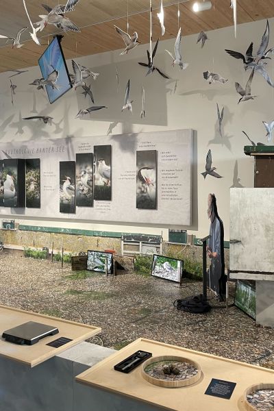 Neue Ausstellung über Flussseeschwalben