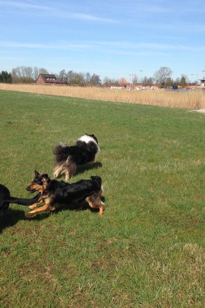 Neue Hundefreilauffläche in Wilhelmshaven