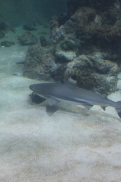 Erstes Wissenschafts-Fest am Wilhelmshavener Südstrand