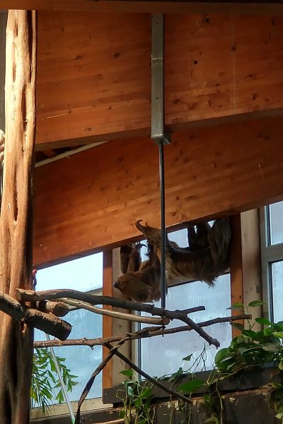 Faultiertaufe im Aquarium Wilhelmshaven