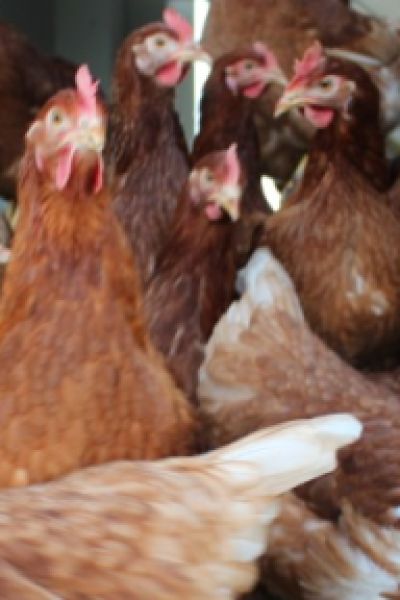 Wie gehen Geflügelhalter mit der Vogelgrippe um