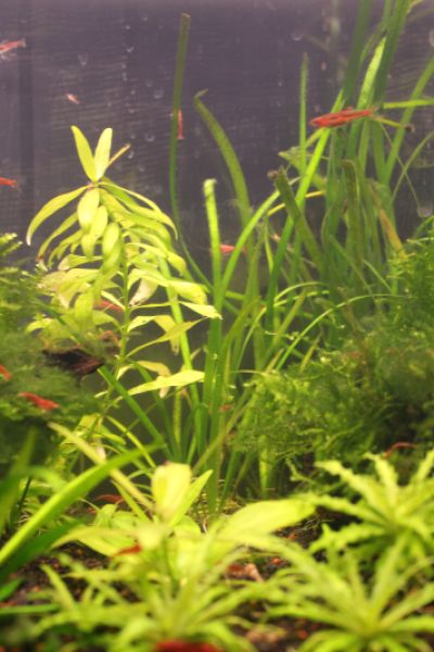 ECW Sande holt Pokal der Regionalliga Nord