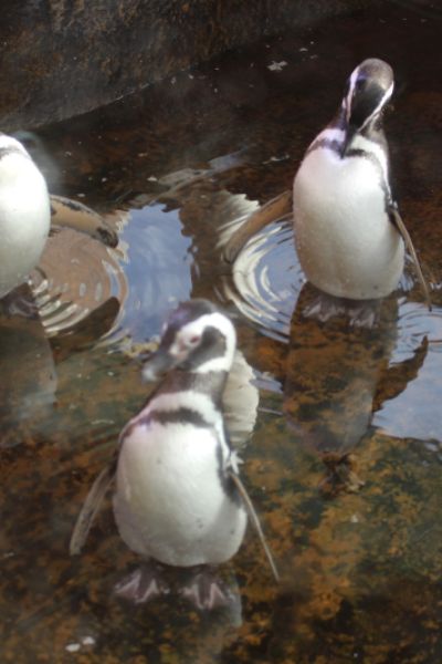 Volkszählung im Aquarium