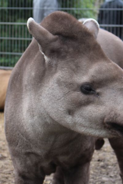 Yellowstone Water Company eröffnet