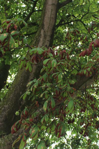 Ein Flohmarkt gegen die Miniermotte