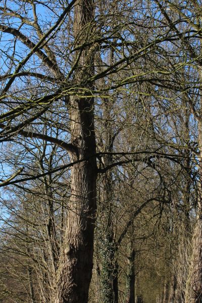 Gräberpflege auf dem Ehrenfriedhof