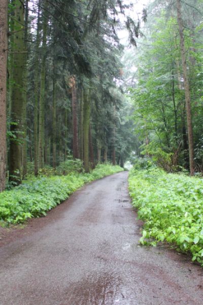Waldzustandsbericht für dieses Jahr zeigt, dass die Wälder in einem schlechten Zustand sind
