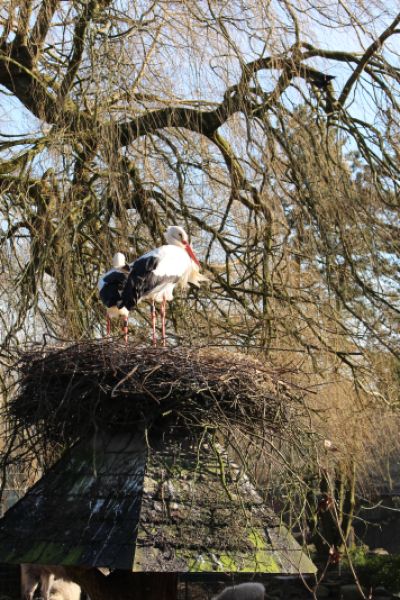 Strochbestände erholen sich