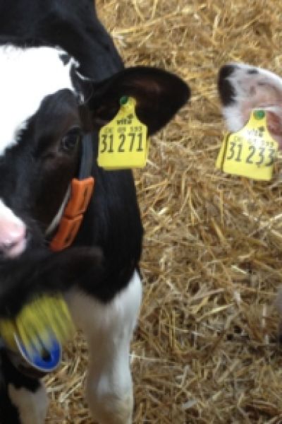 Wie geht es den Milchbauern in der Region?