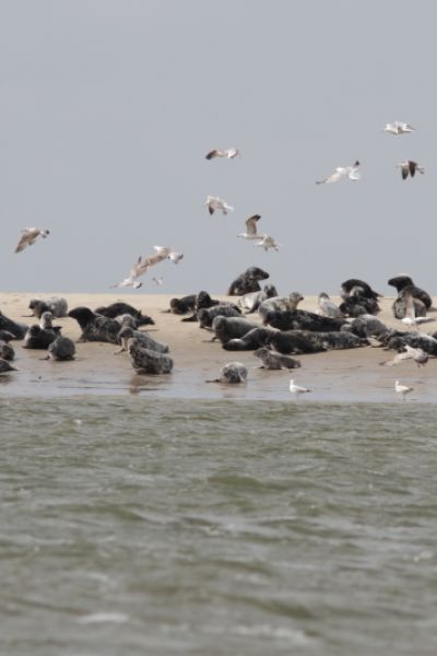 Kegelrobbenpopulation wächst langsamer