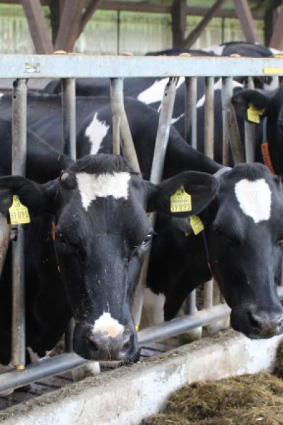 Dokumentation soll über Milchproduktion aufklären