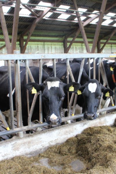 Wangerland: Zu Besuch beim Landwirt