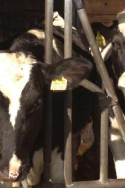 Milchpreis in Niedersachsen gestiegen