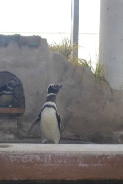 Die Pinguin-Taufe im Aquarium