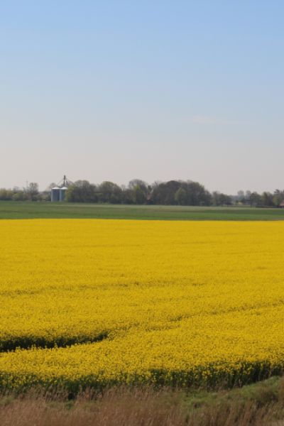 Glyphosat - völlig ungefährlich oder schädlich?