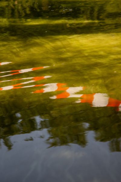 Blaualgen in Badeseen