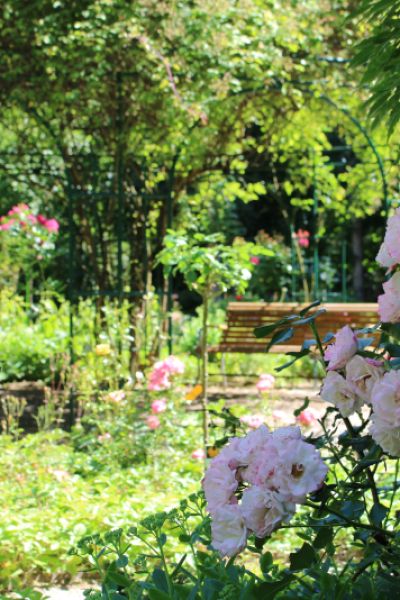 Rosenfest 2025 im Wilhelmshavener Rosarium