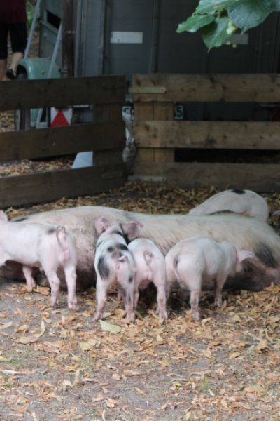 Die Probleme der Schweinehalter