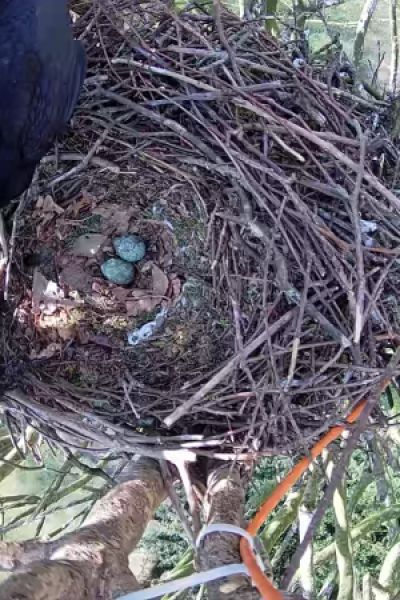 Saatkrähe Mathilde nistet wieder