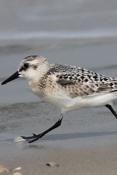 Ausgleichsflächen für das Vogelschutzgebiet 