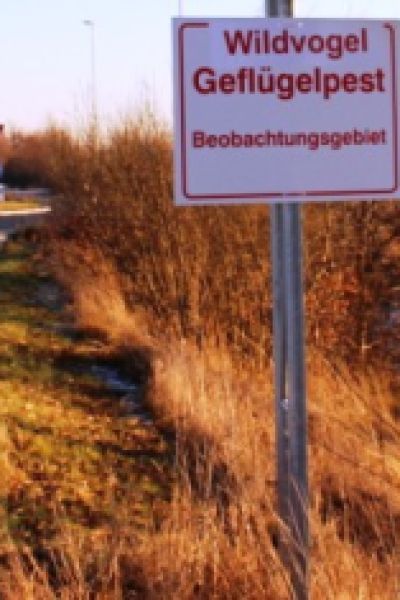 Vogelgrippe grassiert unter Flussseeschwalben
