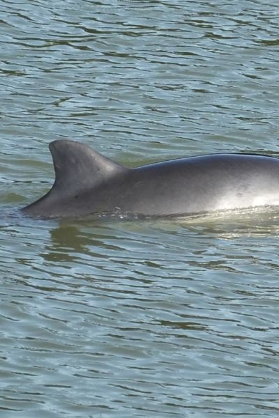 Programm für Schweinswaltage vorgestellt