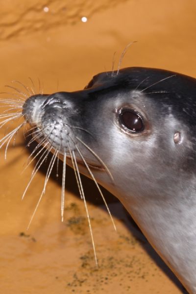 Die weihnachtliche Seehundfütterung