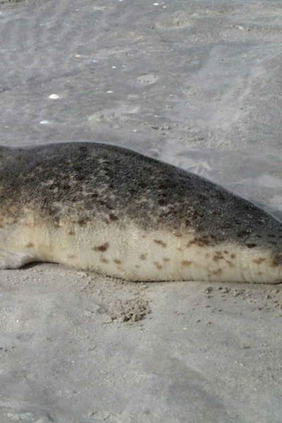 Seehundzählungen in der Luft