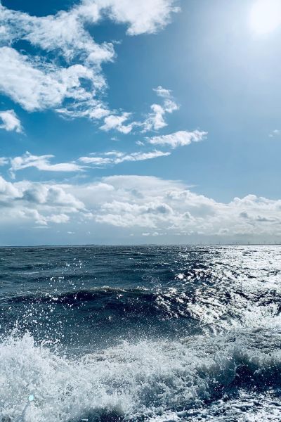 8. Wilhelmshavener Schweinswaltage