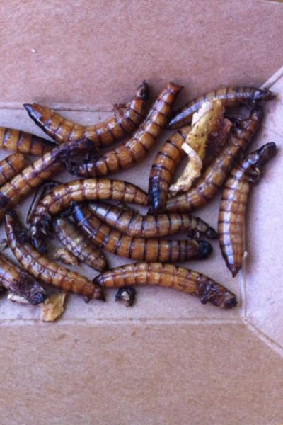 Käfer und Burger bei der Streetfood-Karawane