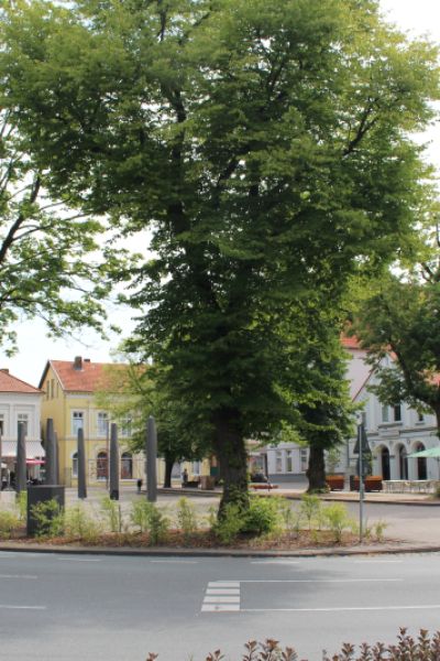 Veranstaltungen zum 