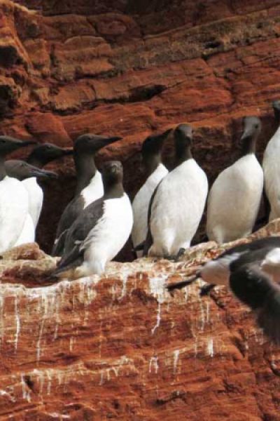 Trottellummen-Todesursache noch unklar