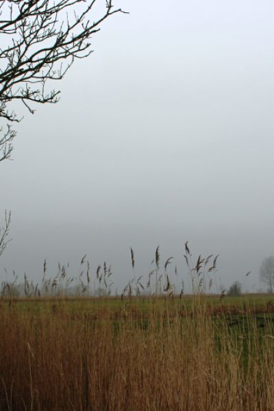 Pflanze der Woche: Wiesenschaumkraut