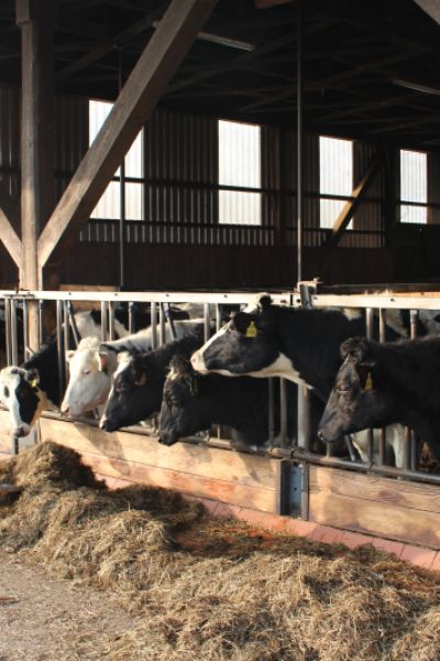 „Zwischen Kuhmist und Internet – Welche Chancen hat das Dorfleben?“ – Teil 6