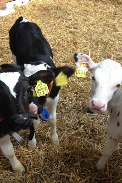 „Zwischen Kuhmist und Internet – Welche Chancen hat das Dorfleben?“ - Teil 8